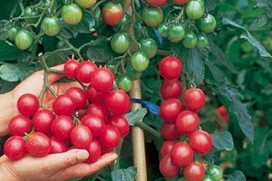 Programul tomate, în 2020: Cine poate beneficia de sprijin financiar şi ce condiţii trebuie să îndeplinească