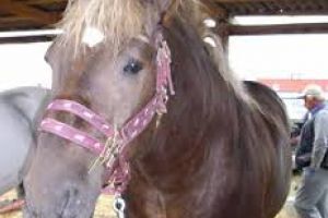 Botoşănean amendat din cauza unui… cal