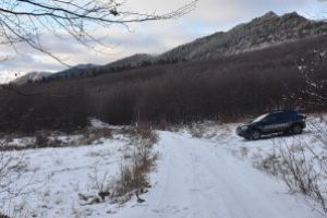 Barbati din Somcuta Mare, prinsi la furat de lemne