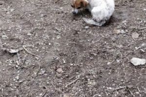 Video emoţionant! O pisică şi doi căţei intoxicaţi cu fum, resuscitaţi de pompierii vrânceni