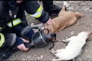 VIDEO Pompieri îngeri salvatori pentru doi căţeluşi şi o pisică – I-au resuscitat minute în şir