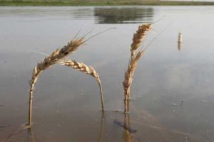 Vin inundaţiile! A fost anunţat Cod galben. Care sunt zonele vizate