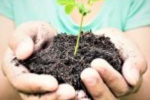 Plantează o pădure cu şcoala ta! S-a dat startul Programului Naţional de plantat copaci „Pădurea Mea”, ediţia 2020