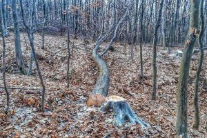 S-au ales cu dosare penale după ce au tăiat trei copaci