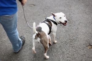 Regulamentul privind deţinerea câinilor şi accesul persoanelor însoţite de câini