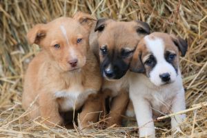 Cateii abandonati isi cauta stapan: Peste 150 de caini sunt disponibili pentru adoptie, la Constanta 