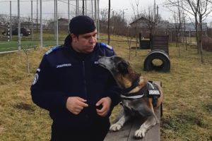 FOTO! Obiva, câinele care a participat în misiuni cu jandarmii botoşăneni, trecută în rezervă
