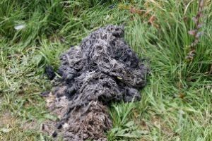 SC VITAL: Putem proteja reteaua de canalizare si mediul inconjurator prin gesturi simple, dar responsabile! (FOTO)