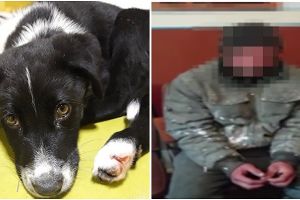 România 2020: Bărbat acuzat că şi-a violat căţeluşa! Vecinii au sunat la Poliţie