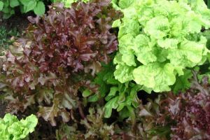 „În piaţă la Fălticeni...”