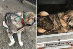 FOTO. CRUZIME fără margini! Un câine a fost împuşcat cu alice în localitatea Pâclişa, iar poliţiştii spun că nu pot face nimic, din cauza lipsei camerelor de supraveghere