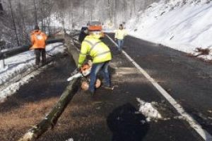 Copaci prabusiti sub rafalele de vant puternic in Pasul Gutai