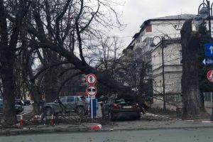 ACUM: Incident grav la doi paşi de primărie: un copac s-a rupt şi a căzut pe o maşină care aştepta să intre în parcare!