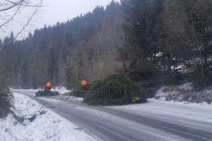 Arbori căzuţi şi pe DJ 125, spre oraşul Bălan