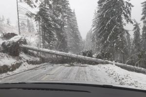 Copac căzut peste cabina unui TIR, între Topliţa şi Bilbor. Șoferul este în stare de inconştienţă