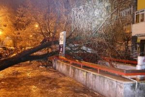 FOTO/VIDEO. Copac căzut peste firele de curent. Au intervenit pompierii