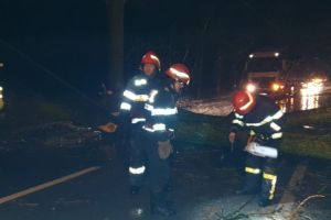 Copac cazut la iesire din Tulcea, spre Agighiol (galerie foto)