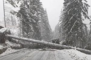Nu porniti la drum! Viscolul face ravagii in Prahova. Drumurile spre Cheia, Cota 1400 si Mizil-Buzau, INCHISE. La Ploiesti vantul rupe copaci si smulge acoperisuri