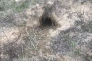 A.B.A Jiu acţionează: S.G.A Dolj a luat digurile de la Dunăre la pas 