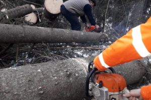 Imagini cu prăpădul din Harghita: zeci de arbori doborâţi de vânt
