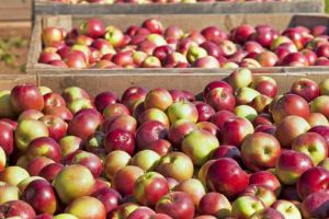 Producătorii mărului de Batoş, concuraţi de speculanţii care folosesc ilegal denumirea