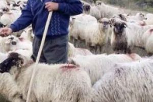 Oi furate dintr-un saivan din Ocna Sibiului – Hoţii au fost reţinuţi