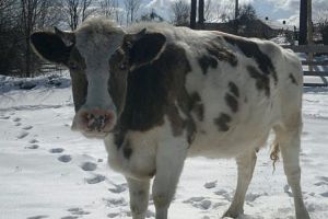 Accident straniu. Bărbat accidentat de un microbuz. Bovina ţinută în lanţ l-a tras în faţa maşinii