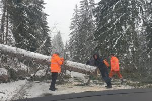 Victima peste care a căzut un brad între Borsec şi Topliţa este din Neamţ. Omul a fost transferat la Spitalul Judeţean Miercurea Ciuc