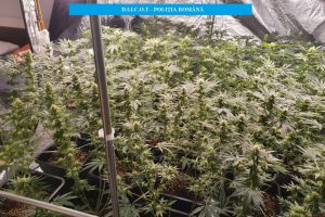 Cultură indoor de canabis, descoperită la Oradea: Trei traficanţi au fost reţinuţi (FOTO / VIDEO)