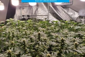 DIICOT: Cultura impresionanta de canabis, descoperita intr-o locuinta