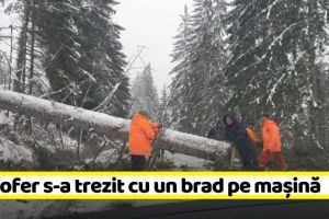 NEAMȚ: Un şofer din Neamţ s-a trezit cu un brad pe maşină