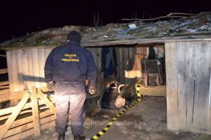Tigari de contrabanda, confiscate la frontiera de est. Un barbat dorea sa ascunda coletele la o stana (galerie foto)