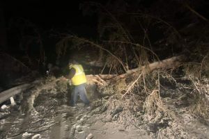 Peste 100 de copaci au fost doborâţi de vânt pe DJ 713