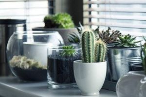 Ce plante de apartament ar trebui să cumpăraţi pentru purificarea aerului?