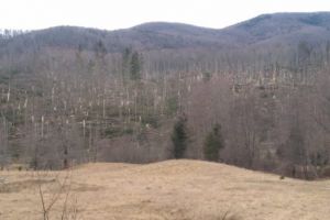 PĂDURI DISTRUSE DE VIJELIE. DECIZIA DIRECŢIEI SILVICE ARGEŞ