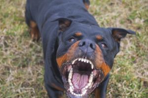 Muşcat de un câine, din joacă