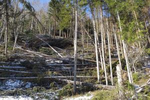 Arbori puşi la pământ de vânt pe Valea Anieşului. Trasee din Parcul Munţii Rodnei, închise (FOTO)