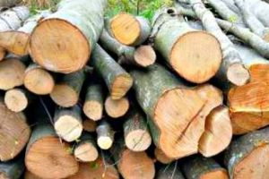 Material lemnos confiscat de poliţişti