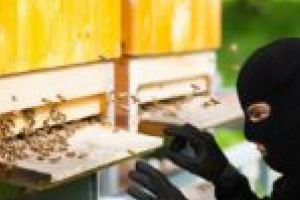 Percheziţii… înţepătoare! Tânăr din Scăiuş, cercetat pentru furtul câtorva zeci de rame de stupi