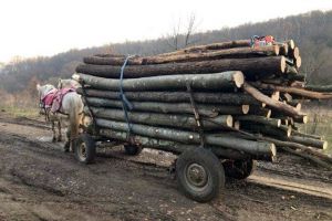 TRAGEDIE într-o comună din Alba: Un bărbat a DECEDAT după ce o bucată de lemn s-a desprins dintr-un arbore şi l-a lovit în cap