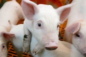 Fermă nouă de porcine într-o comună mureşeană