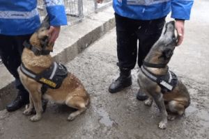 Povestea celor doi câini care şi-au dedicat viaţa Jandarmeriei Botoşani