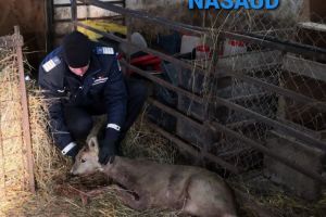 Pui de căprioară rănit după ce a fost atacat de un câine, găsit de jandarmi
