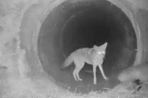 VIDEO. Prietenie inedită între un coiot şi un bursuc. Au plecat împreună la vânătoare