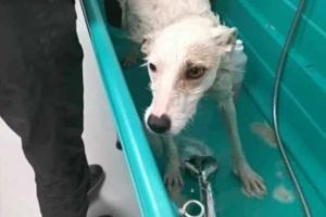 CAZ TULBURĂTOR: Un câine a fost abuzat sexual timp de mai multe luni, de proprietarul său. Cazul a scos la lumină o afacere cu animale care ar fi ucise