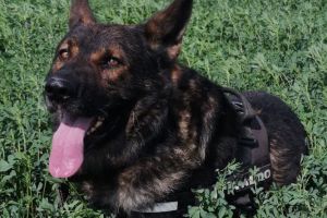 Situaţia câinelui poliţist ALDO (Sob). Reacţii din partea IPJ Ialomiţa şi noului conductor