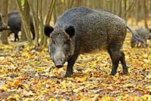 În zona Baraolt  au fost diagnosticate noi focare de  pestă porcină africană de origine silvatică