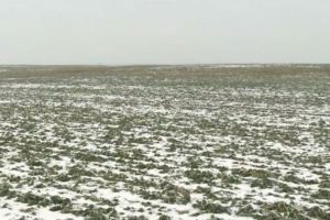 Lipsa precipitaţiilor ar putea reduce producţiile agricole în 2020: „Mai avem nevoie de 200-250 de litri de apă pentru a reface deficitul de apă din sol“