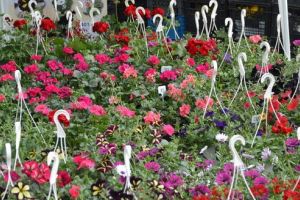 Centru horticol nou, într-o localitate mureşeană