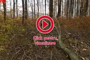 Administratorul unei firme de exploatare lemn, nevoit să abandoneze un contract din cauza ...